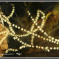 Panamanian Golden Frog spawn