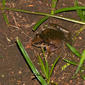Plain Grass Frog (Ptychadena anchietae)