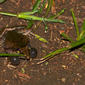 Plain Grass Frog (Ptychadena anchietae) with lateral sacs inflated