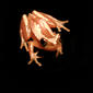 Striped Spiny Reed Frog - Afrixalus dorsalis