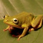 Hyperolius cinnamomeoventris; Cinnamon-bellied Reed Frog
