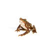 Atelopus glyphus male - Pirre Harlequin frog