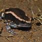 Banded Rubber Frog (Phrynomantis bifasciatus)