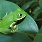 Kivu Treefrog (Leptopelis kivuensis)