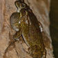 Eastern Olive Toads (Amietophrynus garmani)