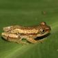 Afrixalus fornasini - Bananenfrosch - Fornasinis Spiny Tree-Frog
