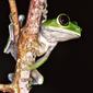 Cameroon Forest Treefrog (Leptopelis brevirostris)