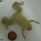 File:Xenopus laevis x tropicalis cybrid male.png