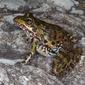 File:River frog.jpg