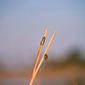 File:Reed frog-Botswana.jpg