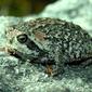 File:Cape Mountain Rain Frog - Breviceps montanus.jpg