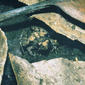 File:Phrynobatrachus ungujae01.jpg