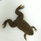 File:Xenopus tropicalis male.png