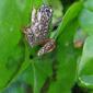 File:Hyperolius marmoratus , Painted reed frog in early spring in Western Cape 0155s.jpg