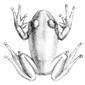 File:Leptopelis viridis.jpg