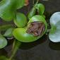 File:Common River Frog1.jpg