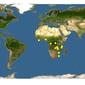 Discover Life: Point Map of Arthroleptis stenodactylus