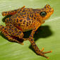 Atelopus certus