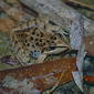 Mascarene Ridged Frog (Ptychadena mascareniensis)